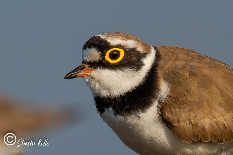 Read more about the article 275 Beautiful Birds in Hyderabad