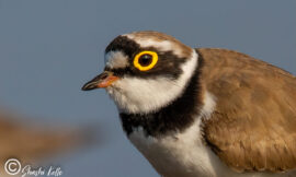 275 Beautiful Birds in Hyderabad