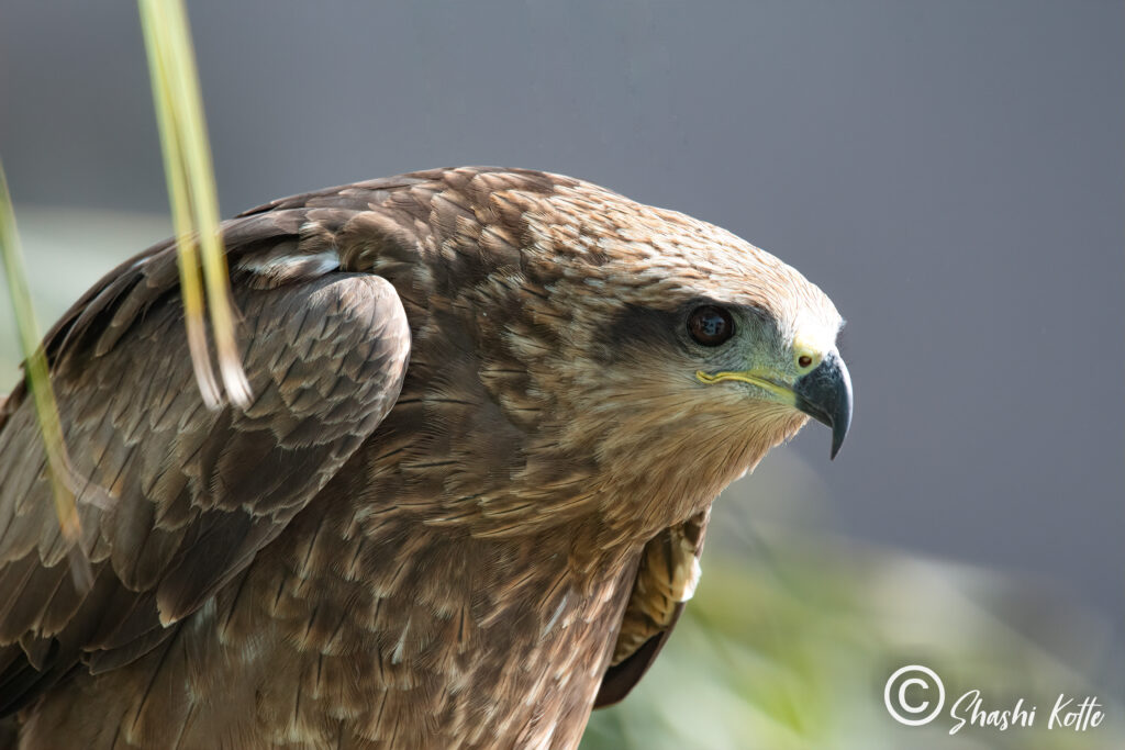 birds-in-hyderabad