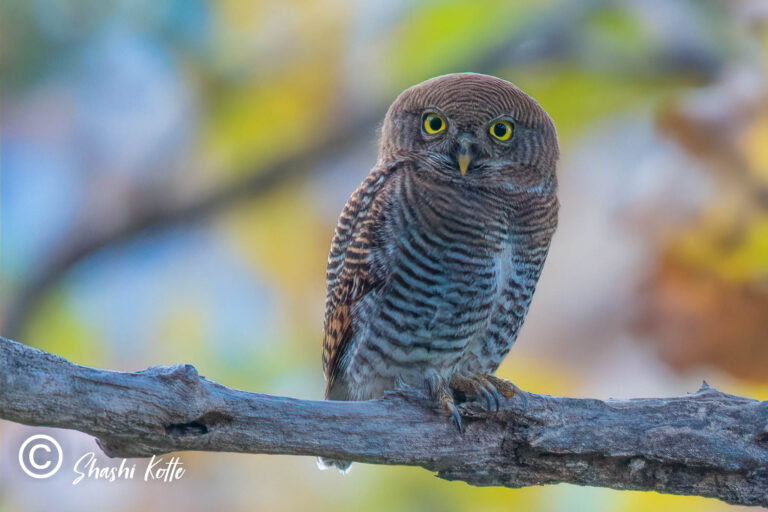 Read more about the article 34 Beautiful Owls of india