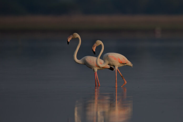 Read more about the article Bird Watching At The Beautiful Chilika Lake