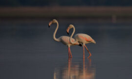 Bird Watching At The Beautiful Chilika Lake