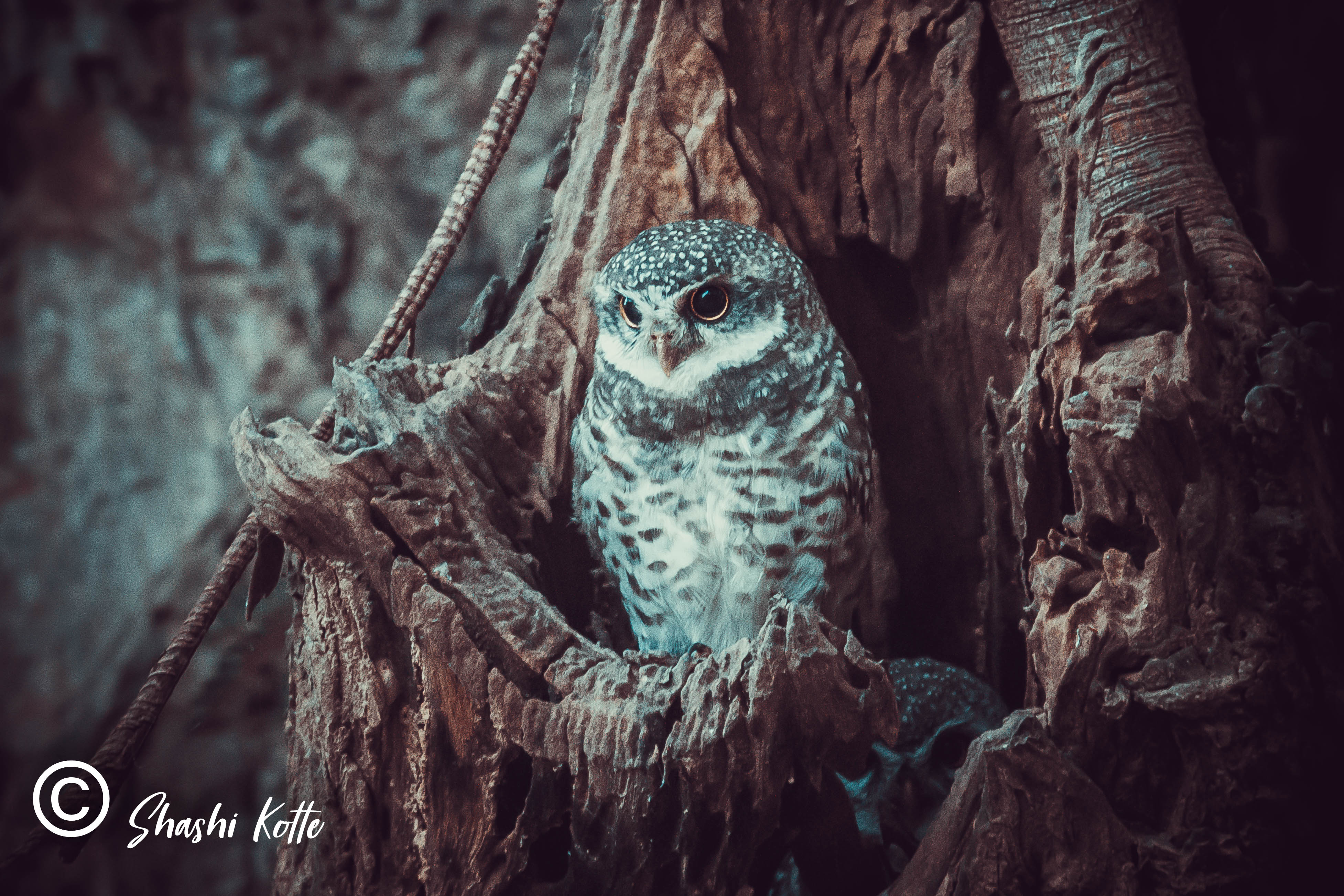 spotted-owlet