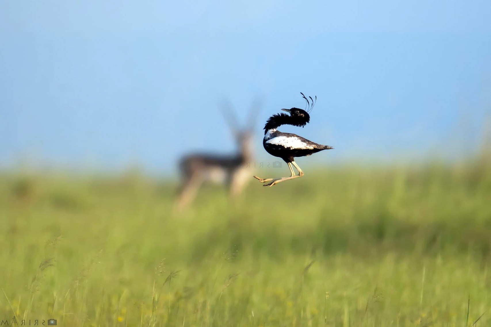 rollapadu-wildlife-sanctuary